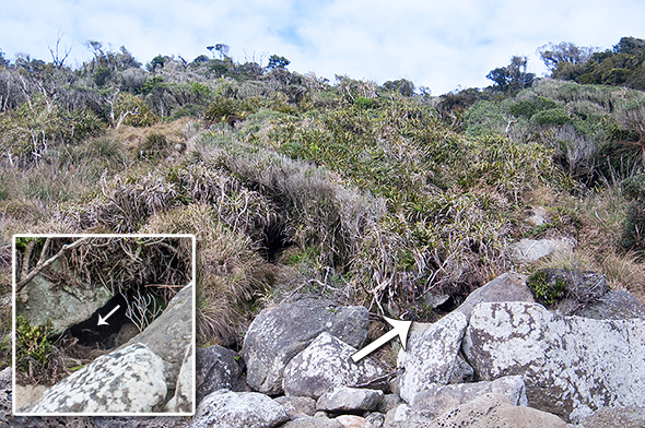 Kiekie patch atop the rocky beach; if only all penguin nests were as accessible as the one indicated by an arrow.