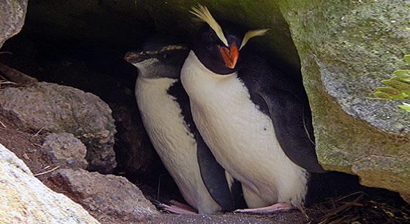 Not the fledgling they're looking for - chick snuggling up with dad unlikely to leave any time soon