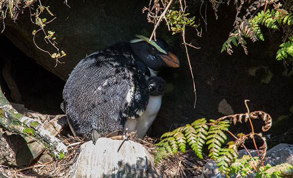 A male tawaki guards a rather skinny looking chick up at the Hilltop