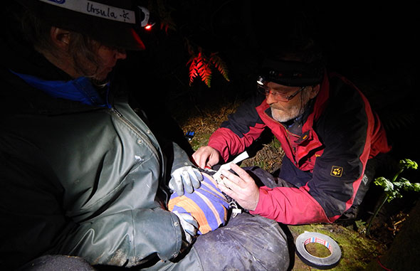 Klemens deploying the last logger of the night on a female tawaki