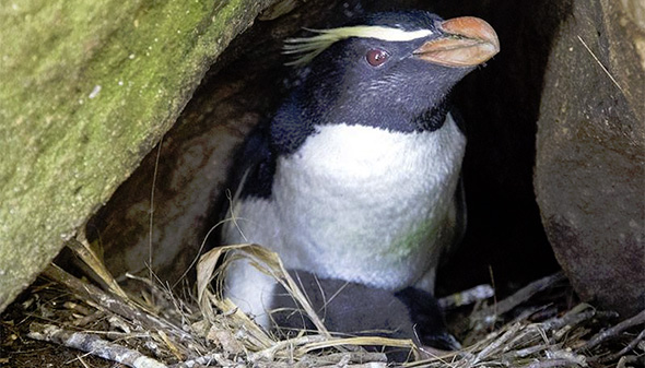 A diligent das watching over its tired chick