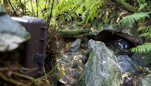 One of four time lapse cameras currently operating in Harrison Cove