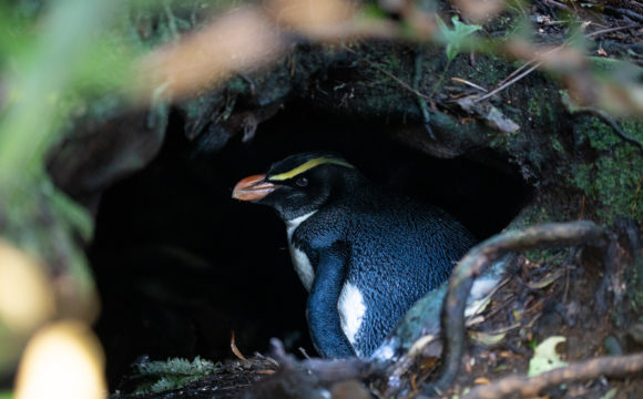 Tamatea – Good and worrying news