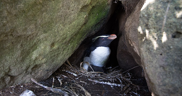 It does not take much to imagine what an earthquake might do to this tawaki nest