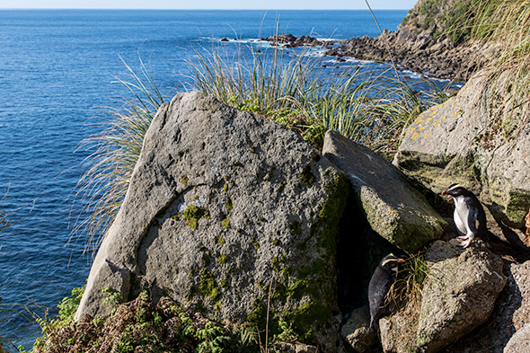 Two adults in front of their nest at Jackson Head. Will these rocks stay where they are in a quake?