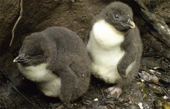 Tawaki Chicks. Photo: Robin Long