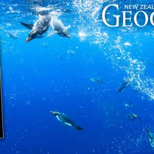 Tawaki in New Zealand Geographic Tawaki in New Zealand Geographic