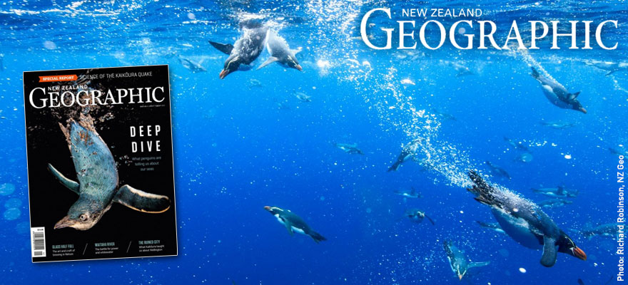 Tawaki in New Zealand Geographic Tawaki in New Zealand Geographic