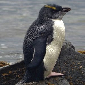 The laid-back fledgling The laid-back fledgling