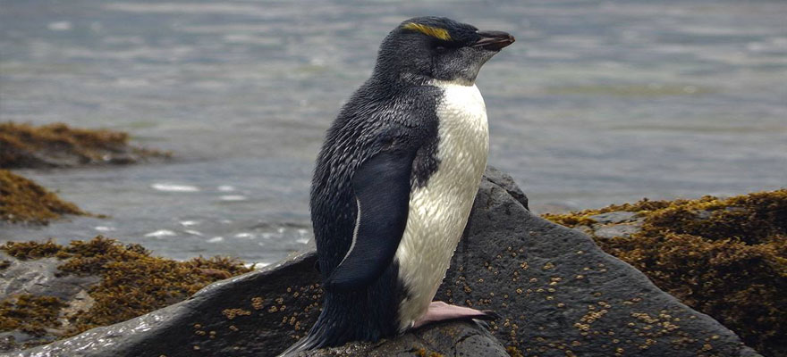 The laid-back fledgling The laid-back fledgling