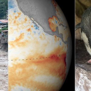 Tawaki and the Peruvian floods Tawaki and the Peruvian floods