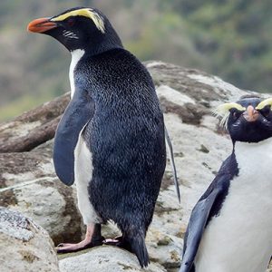 Poll: Why are penguins black and white? Poll: Why are penguins black and white?