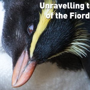 Unravelling the secret life of tawaki Unravelling the secret life of tawaki