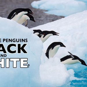 Why are penguins black and white? Why are penguins black and white?