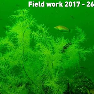 Field work 2017, Day 11