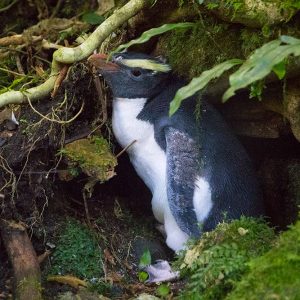 Where do moulting tawaki belong? Where do moulting tawaki belong?