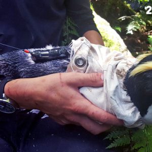 Satellite tracker deployment in Harrison Cove Satellite tracker deployment in Harrison Cove