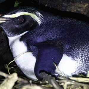 Doubtful Sound recce Doubtful Sound recce