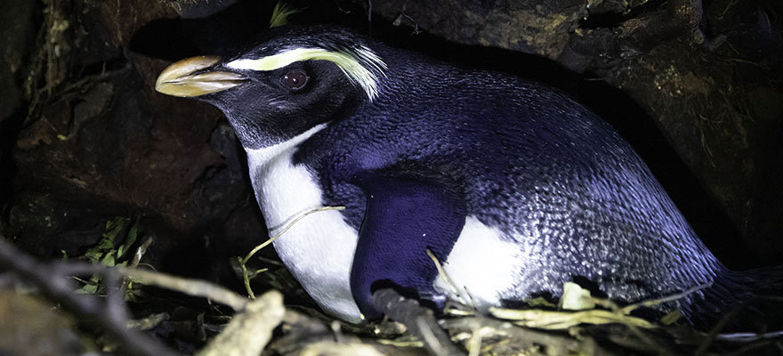 Doubtful Sound recce Doubtful Sound recce