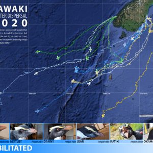 Tawaki Winter Tracking 2020 – free for all Tawaki Winter Tracking 2020 – free for all