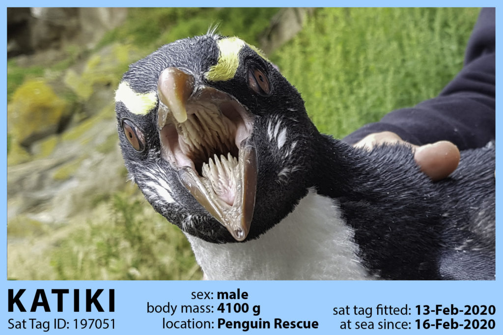 Mouth penguin 14 Fun