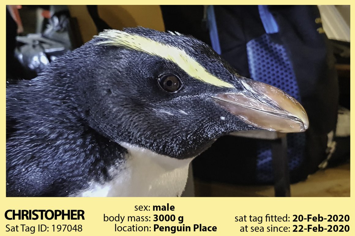 Christopher Christopher