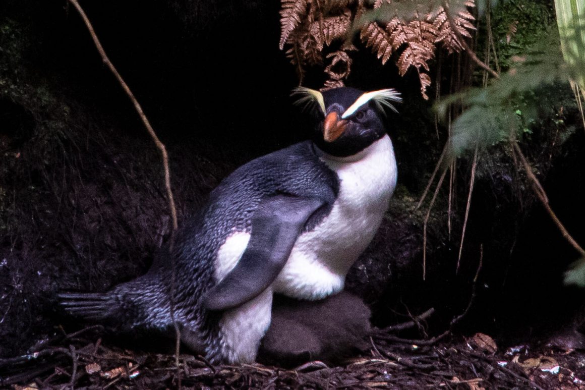 A weird breeding season