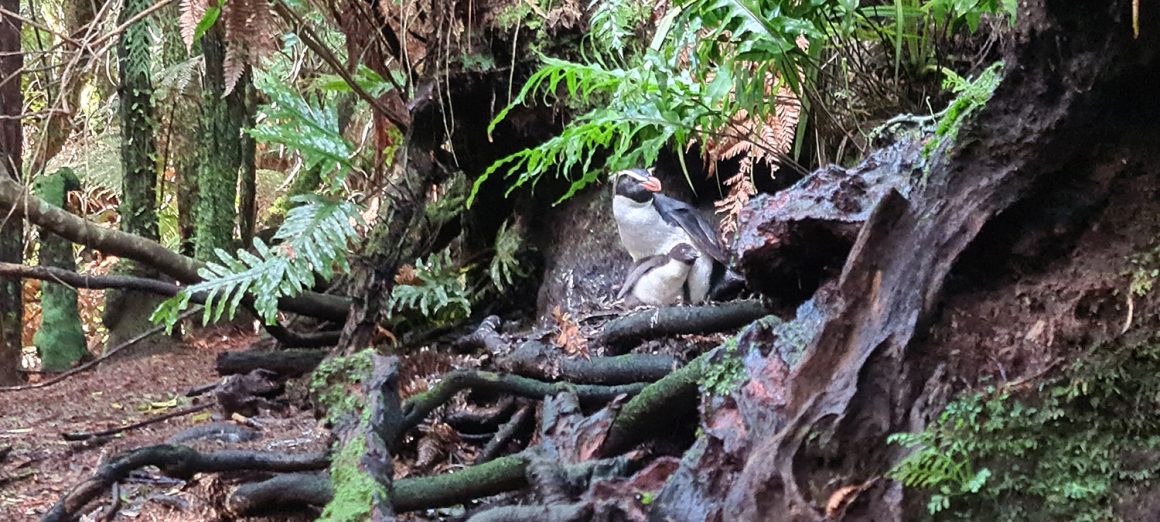 The Hero Nest The Hero Nest