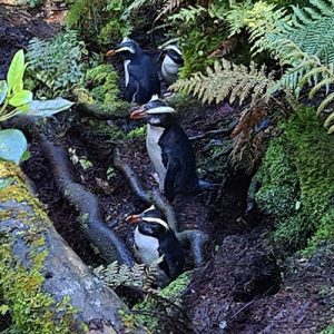 A tawaki road block A tawaki road block