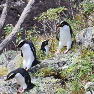 The Tawaki Caravan The Tawaki Caravan