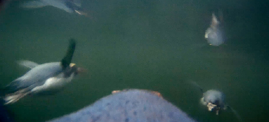 Morning Jog Morning Jog