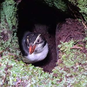 The Next Generation The Next Generation