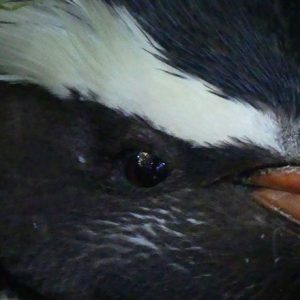 The moult is upon us