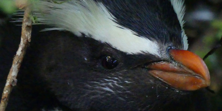 The moult is upon us The moult is upon us