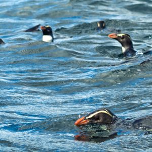Penguins at sea