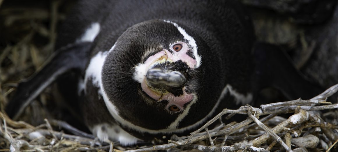 Helping out with Humboldts – Part 1