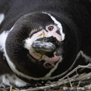 Helping out with Humboldts – Part 1