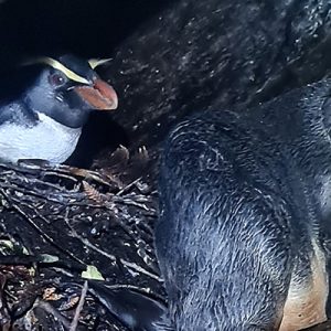 Tamatea tawaki – good and worrying news