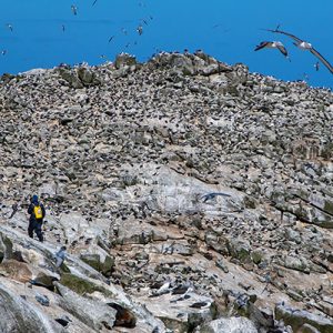 On Proclamation Island