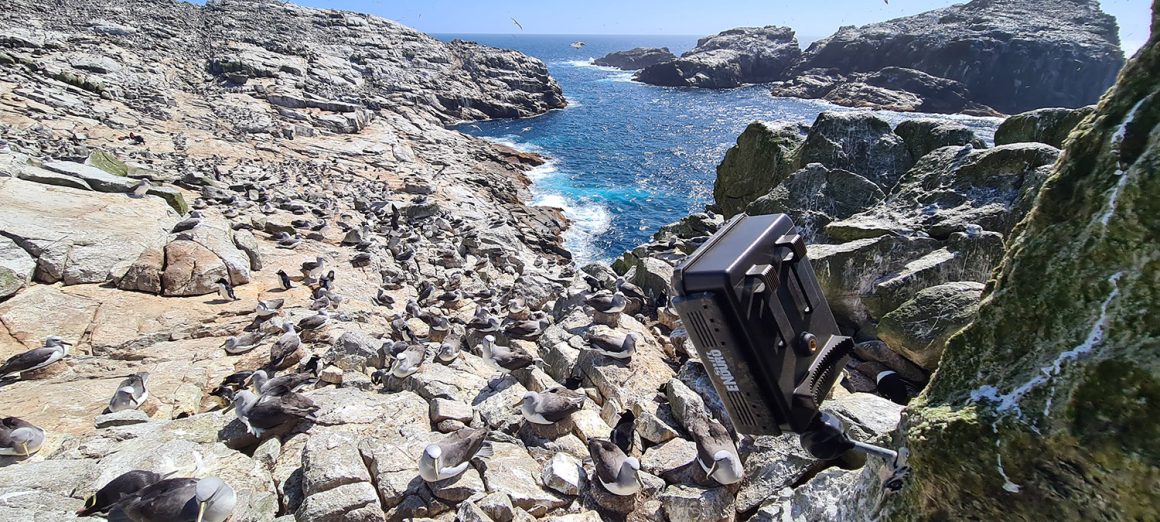 Close-quarter & long-distance counts