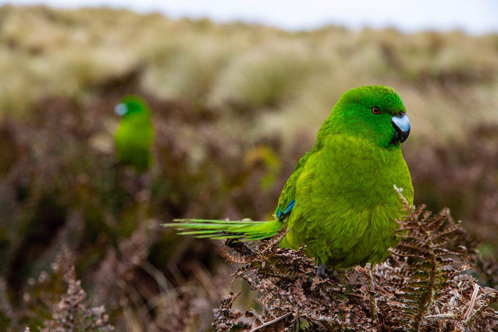Antipodean parakeets on the slopes of Mt. Waterhouse