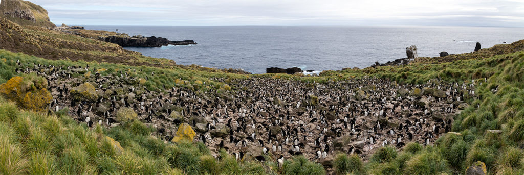 One of the Erect-crested penguin colonies on the south coast