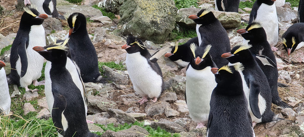 A lone Rockhopper penguin in the midst a group of Erect-crested penguins