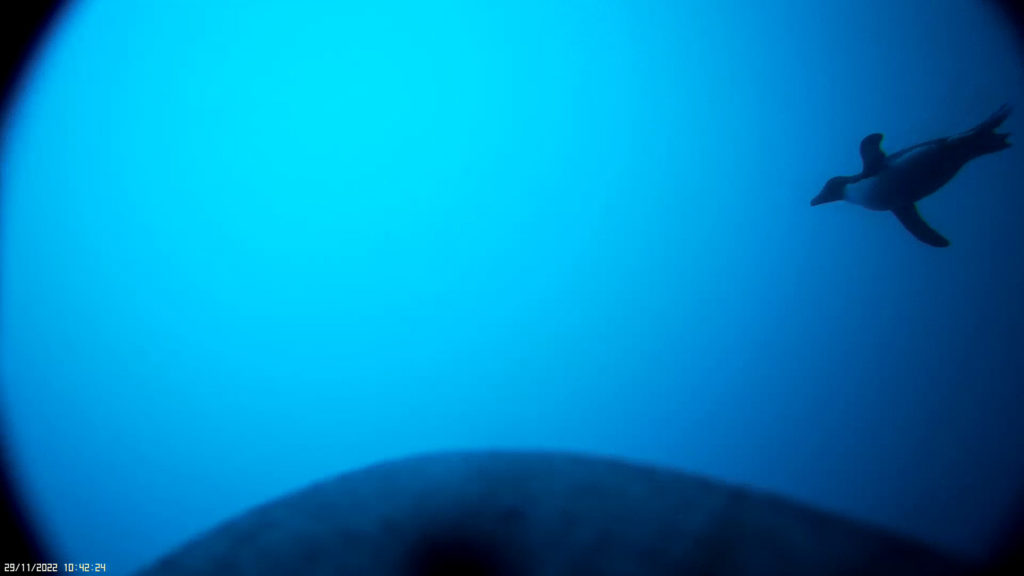 Screenshot from the first ever recorded video by a diving Erect-crested penguin.
