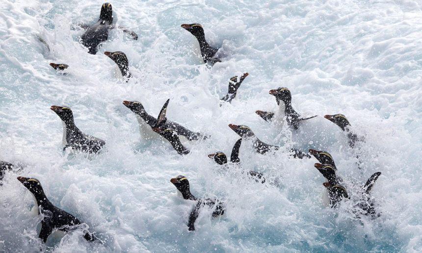 Voice of Tangaroa Voice of Tangaroa