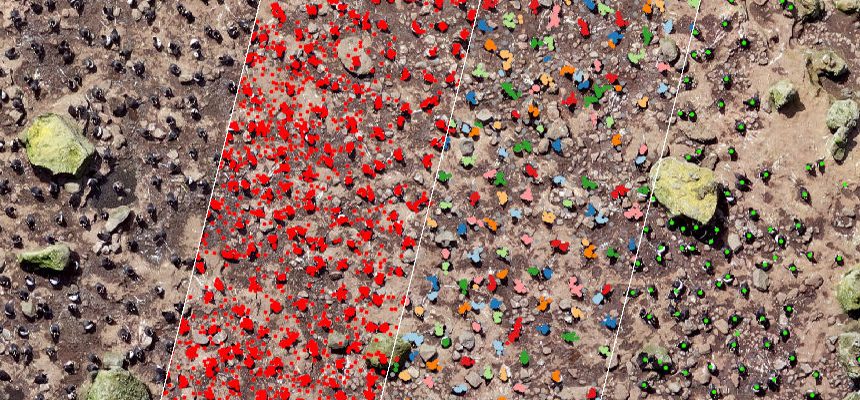 Penguins from above – Zooniverse β Penguins from above – Zooniverse β