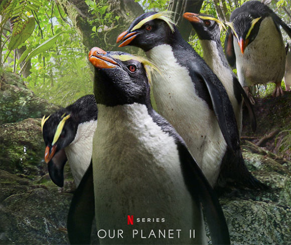 Penguins on film Penguins on film